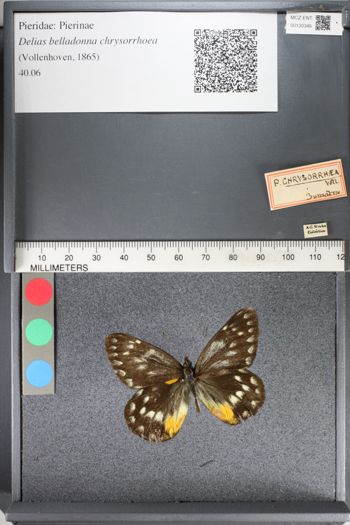 Media type: image;   Entomology 130346